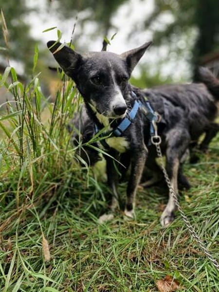 Salome - ruhiger Hund