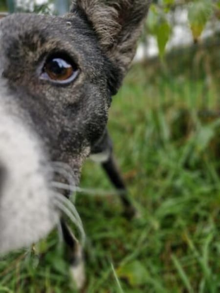 Salome - ruhiger Hund