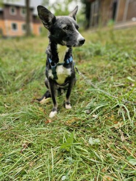 Salome - ruhiger Hund