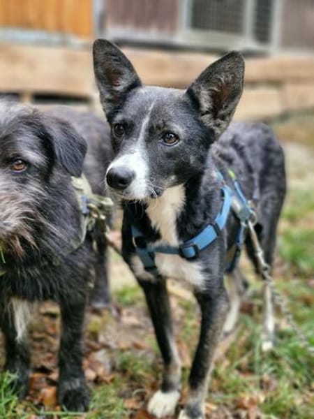 Salome - ruhiger Hund