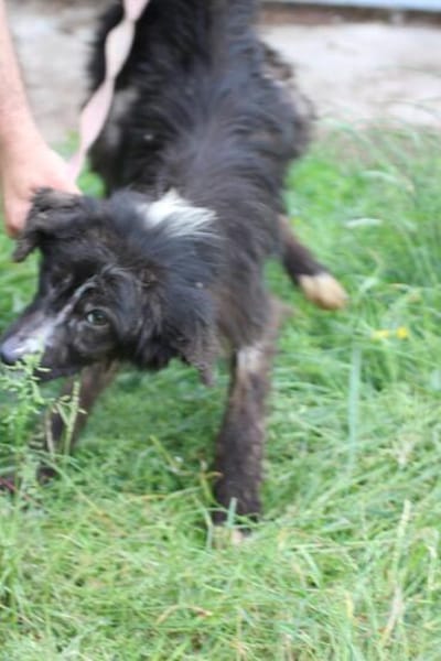 Niju - goldiges Welpenmädchen