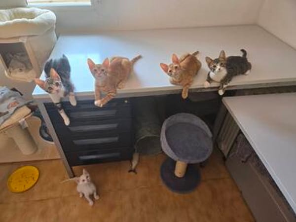 Kleiner Olaf sucht Dich