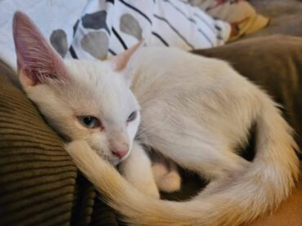 Kleiner Olaf sucht Dich