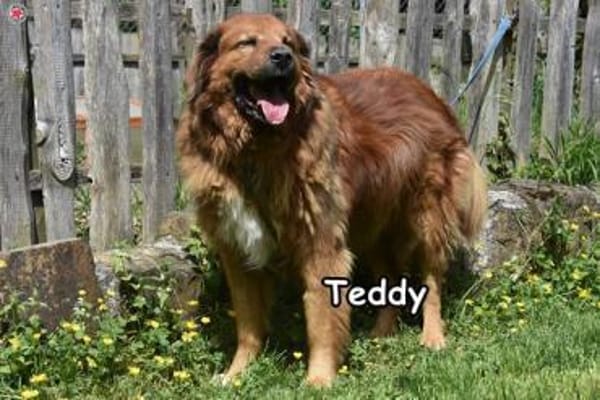 TEDDY