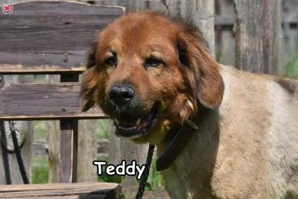 TEDDY