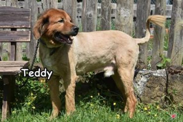 TEDDY