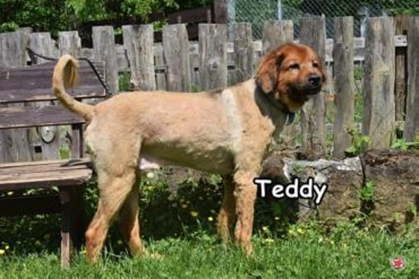 TEDDY