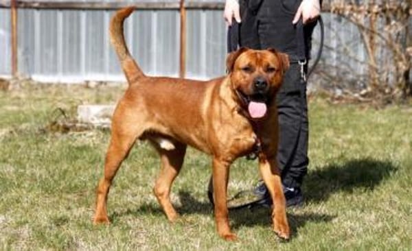 Tyson, su. Paten