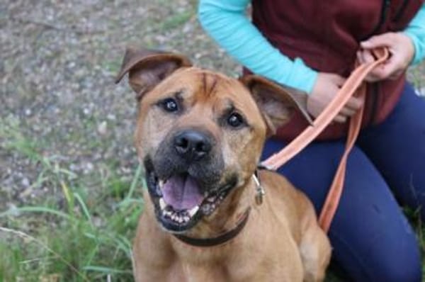 Tyson, su. Paten