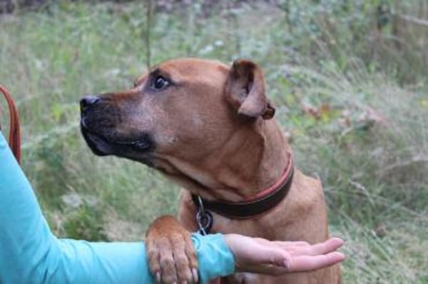 Tyson, su. Paten