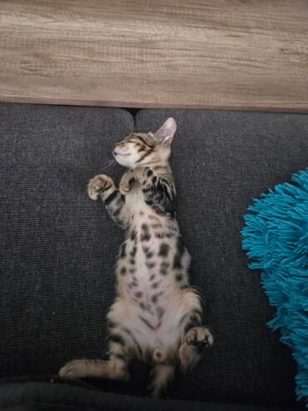 Simon sucht Dich (Bengalmix)