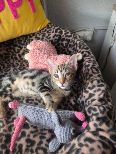 Simon sucht Dich (Bengalmix)