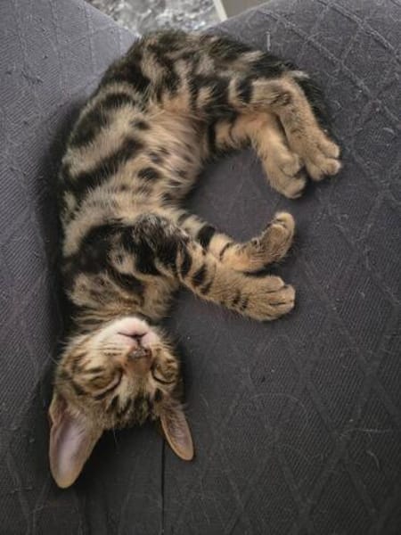 Simon sucht Dich (Bengalmix)