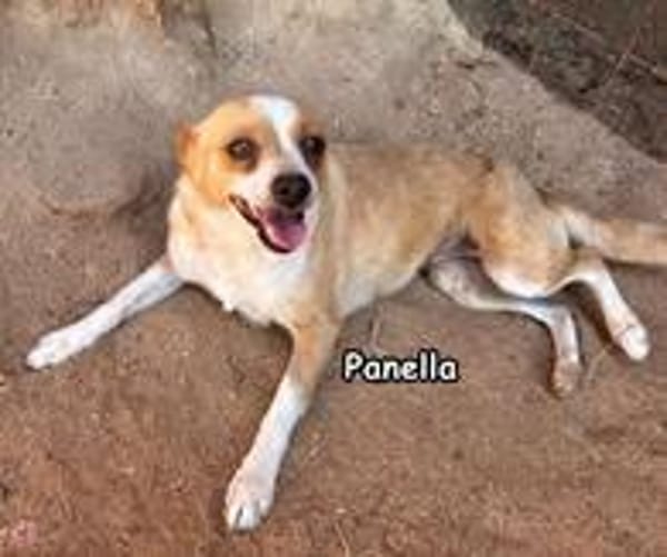 PANELLA