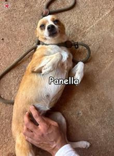 PANELLA