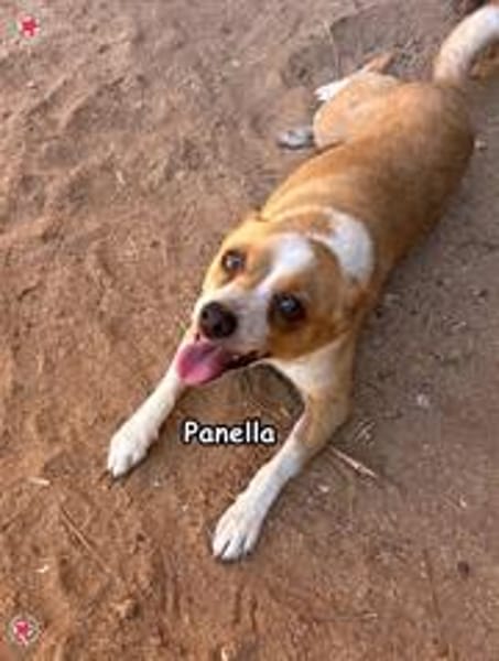 PANELLA