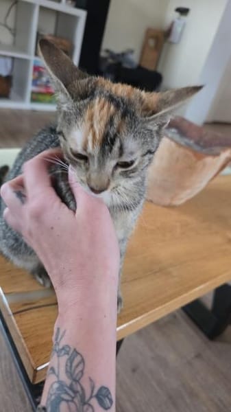 Monica, bildhübsche Kätzin geb. 03/2026