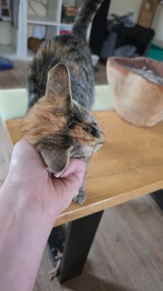 Monica, bildhübsche Kätzin geb. 03/2026