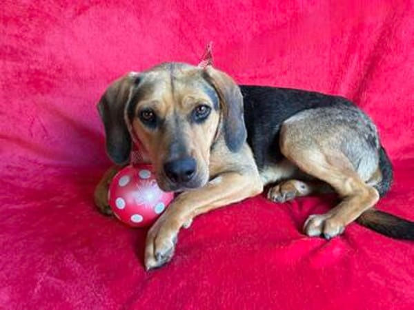 Rowan -Hübscher Hundebub sucht seine Familie!