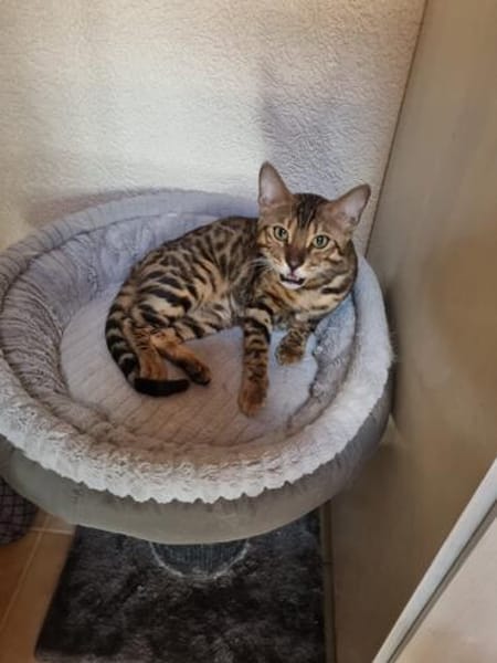 Bengalkater Anton sucht ein neues Zuhause