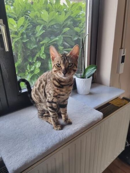 Bengalkater Anton sucht ein neues Zuhause