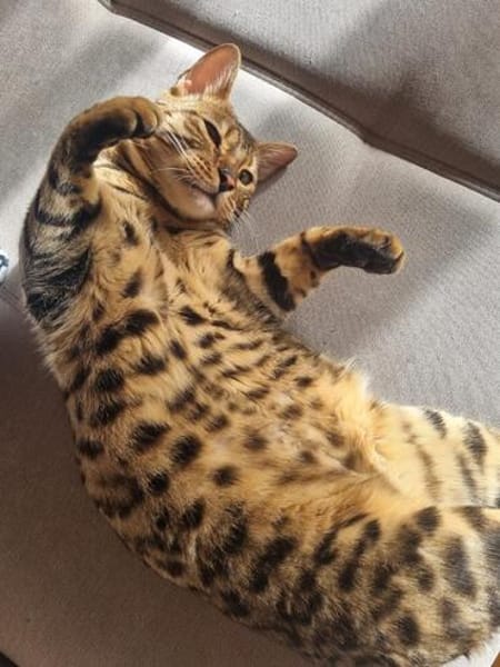 Bengalkater Anton sucht ein neues Zuhause