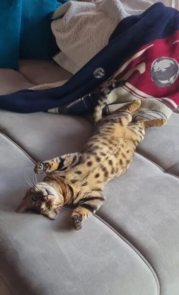 Bengalkater Anton sucht ein neues Zuhause