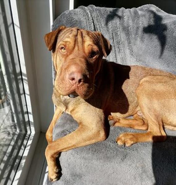 Bazsi, freundlicher Shar Pei Mischling geb. 05/2023