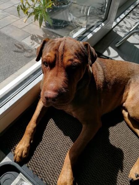 Bazsi, freundlicher Shar Pei Mischling geb. 05/2023
