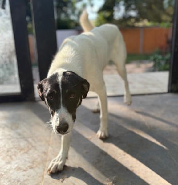 Aphrodite -  nach bewegten Start sucht sie ihr Zuhause