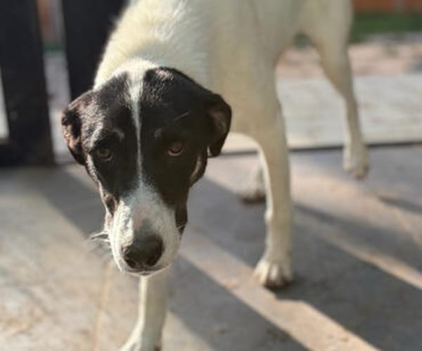 Aphrodite -  nach bewegten Start sucht sie ihr Zuhause