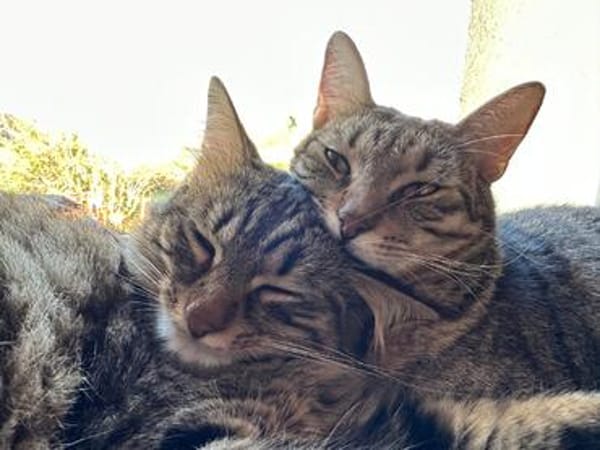Dobby, Loki und Whiskey aus dem Tierschutz