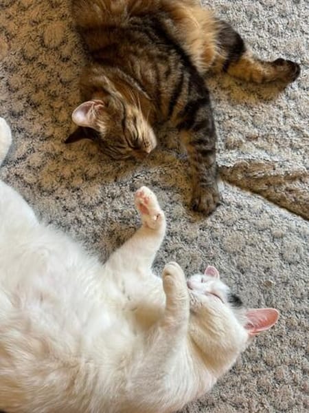 Dobby, Loki und Whiskey aus dem Tierschutz