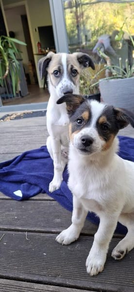 Kleine Niya sucht ihre Menschen