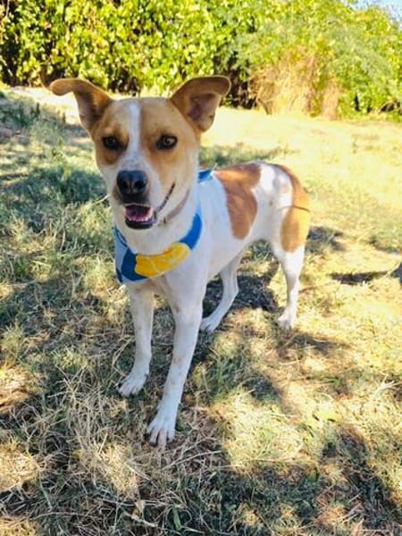 Traumhund Ginger sucht Körbchen
