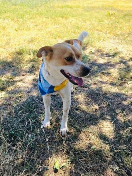 Traumhund Ginger sucht Körbchen