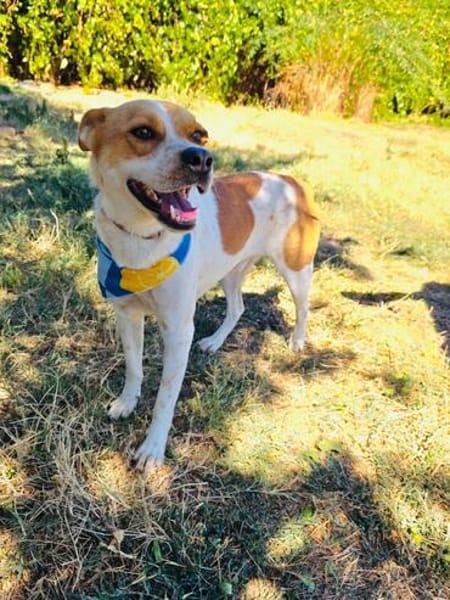 Traumhund Ginger sucht Körbchen