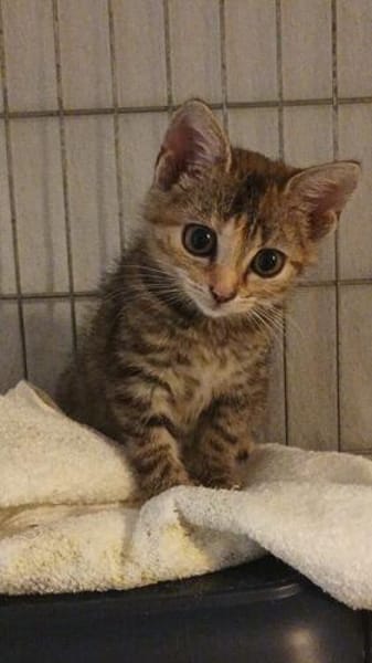 Celina - die kleine Prinzessin