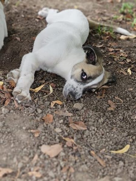 Nala sucht ihre Menschen