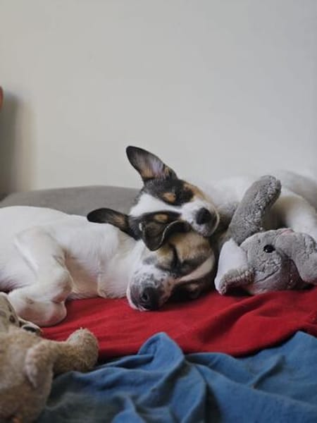 Nala sucht ihre Menschen