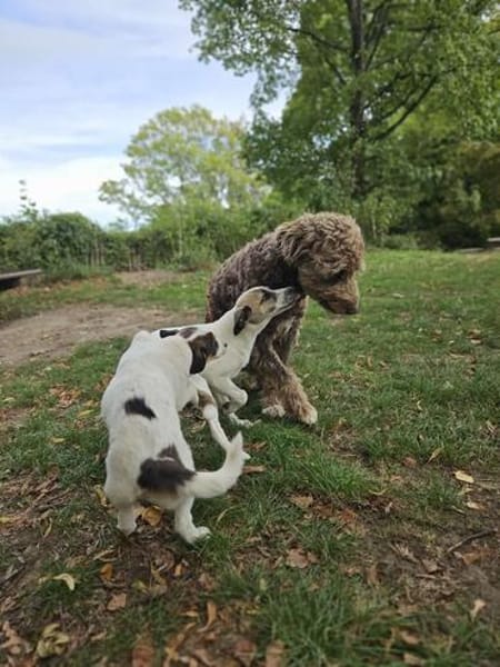 Nala sucht ihre Menschen