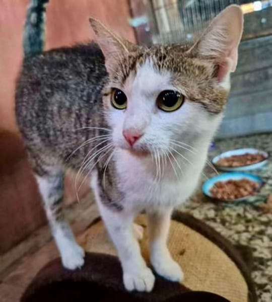 Adelaide & ihre fünf Tigerchen  Zuhause gesucht