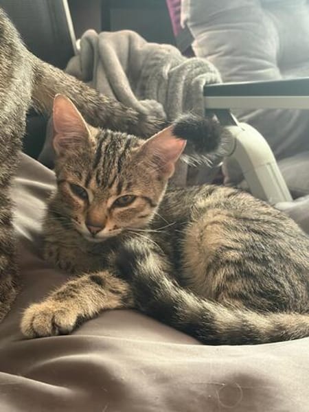Adelaide & ihre fünf Tigerchen  Zuhause gesucht
