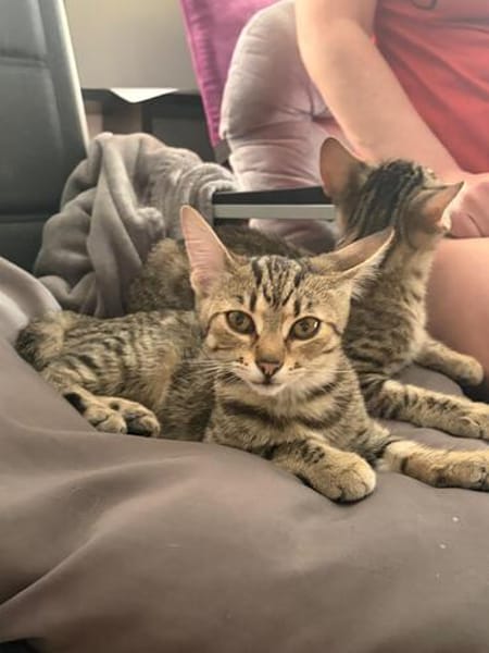 Adelaide & ihre fünf Tigerchen  Zuhause gesucht