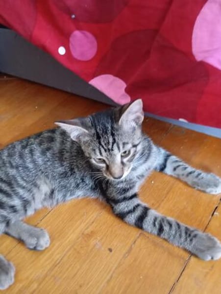 Adelaide & ihre fünf Tigerchen  Zuhause gesucht