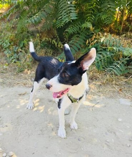 Dumbo sucht ein Zuhause