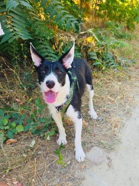 Dumbo sucht ein Zuhause