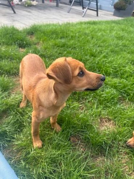 Ida ein Dackel Pinscher Mix Mädchen