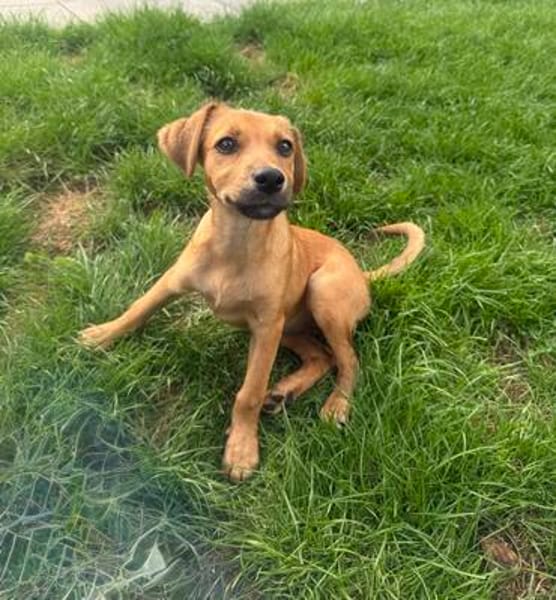 Ida ein Dackel Pinscher Mix Mädchen