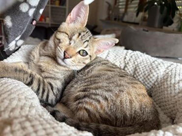 Kleo & Rhea suchen gemeinsam ein Zuhause
